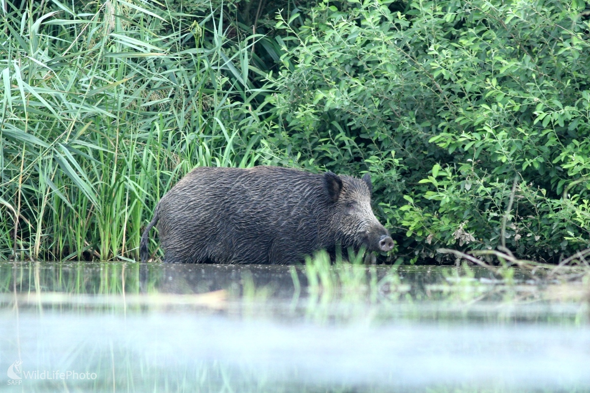 Diviak lesný (Sus scrofa) (Martin Šabík)